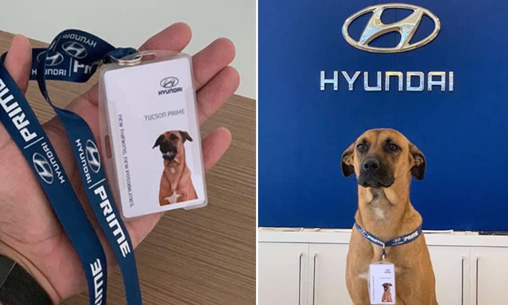 Duas imagens lado a lado. Na primeira imagem aparece uma mão segurando um crachá de funcionário com o nome: Tucson Prime. Na Segunda imagem, em frente à uma placa azul da marca Hyundai aparece o cachorro de cor caramelho, sem raca definida usando o crachá descrito na primeira imagem.