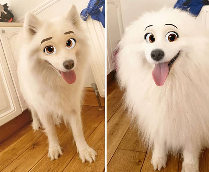 Duas imagens em paralelo de um cachorro totalmente branco, bastante peludinho com a língua rosada para fora e os olhos grandes de desenho animado