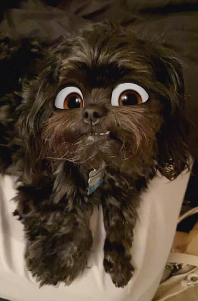Cachorro de porte pequeno, com pelagem escura, quase preto, com os olhos grandes castanhos de desenho animado e com uma feição de incredulidade