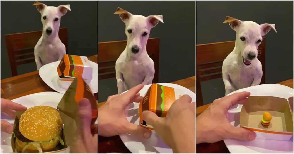 Sequencia de três imagens onde na primeira aparece o dono abrindo sua caixa de habúrguer com seu cachorro olhando na expectativa, na segunda aparece o dono abrindo a caixa de hambúrguer do cachorro e na terceira a parece o cachorro indignado com o tamanho do seu hambúrguer.
