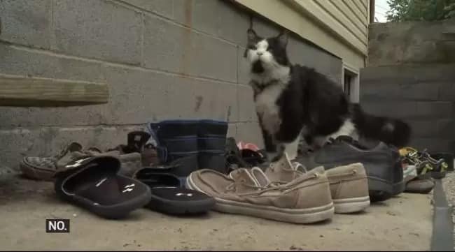 Foto de Jordan, o gatinho preto com detalhes brancos no rosto e barriga que roubava calçados dos vizinhos. Na foto aparece ele com o fruto de seus delitos, vários calçados furtados da vizinhança