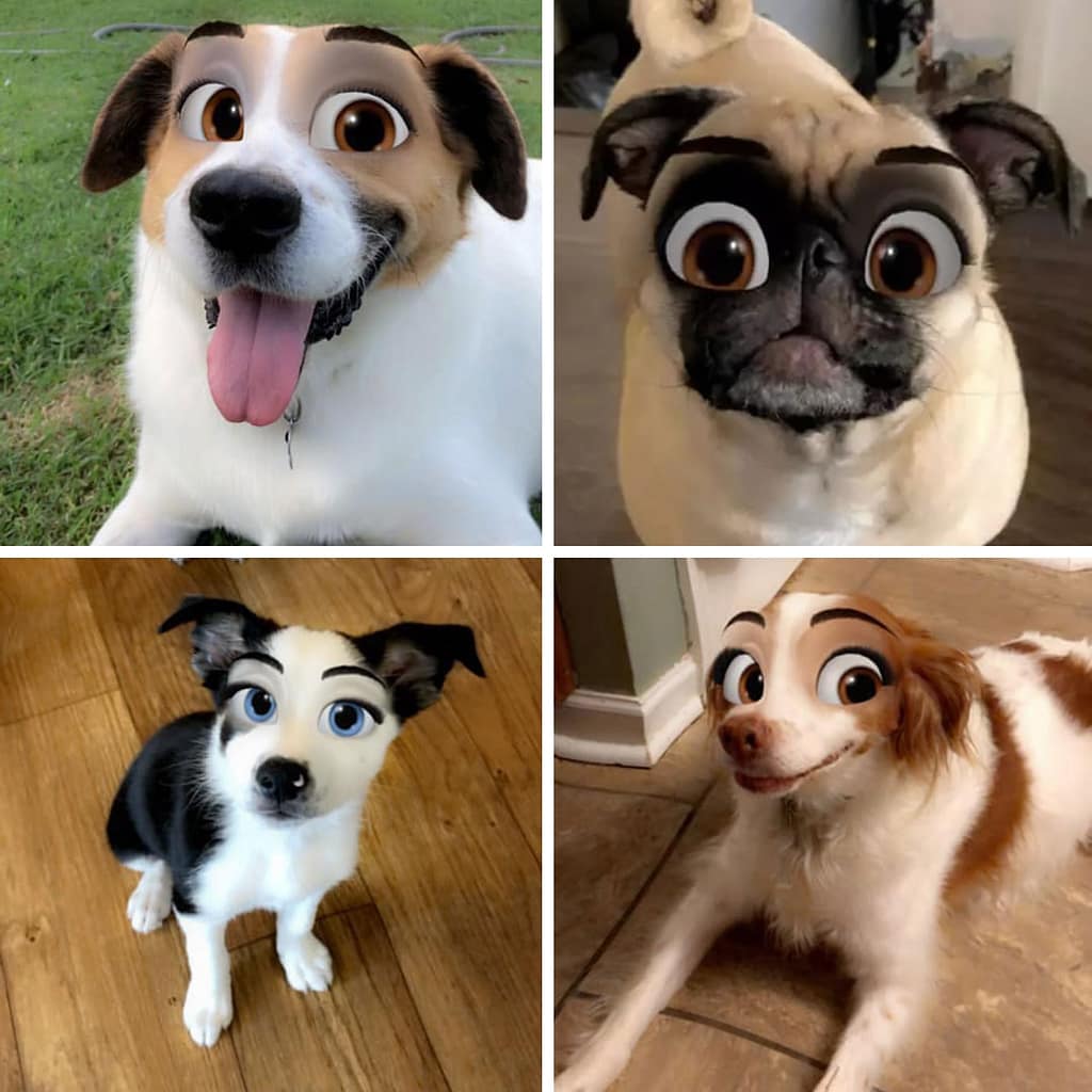 Quatro imagens de cachorros lado a lado, todos eles com olhos grandes de desenho animado