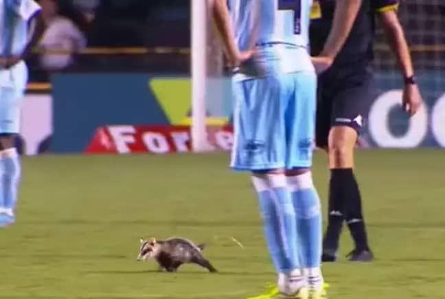 Foto do Gambá que invade campo de futebol e passeia entre os jogadores da partida do campeonato brasileiro da série B.