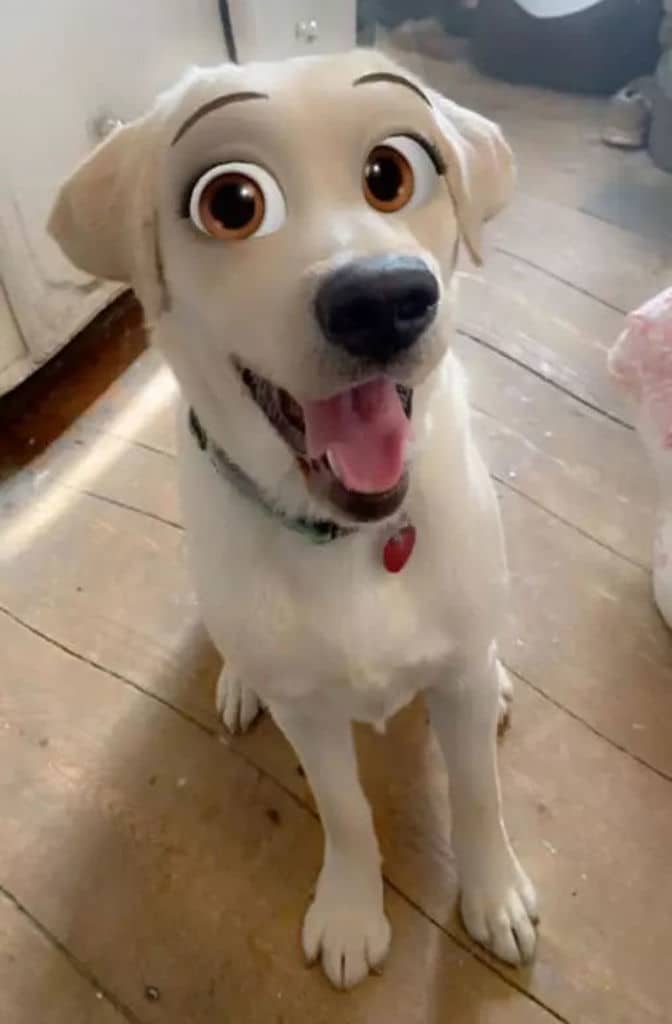 Cachorro branco, de porte grande sentado de frente á câmera e com os olhos castanhos de desenho animado usando o filtro de cachorro do Snapchat