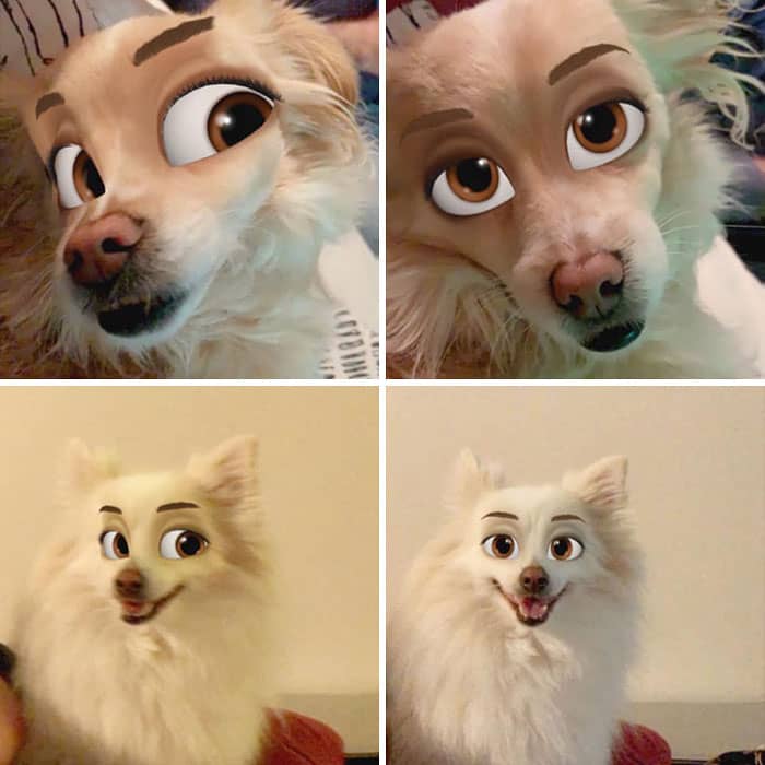 quatro imagens juntas de cachorros de pelagem clara e olhos castanhos de desenho animado