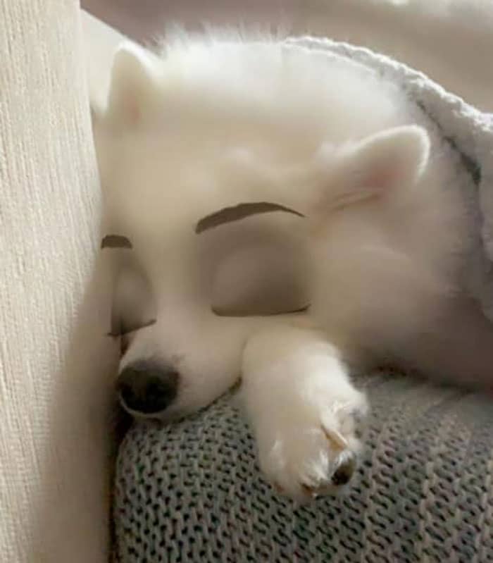 Cachorro branco, com olhos de desenho animado dormindo no que parece ser um sofá