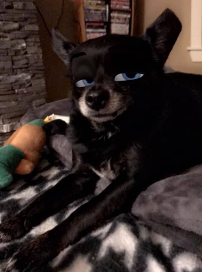 Cachorro de pelos pretos, com a boca branca deitado numa cama com olhos cerrados azuis de desenho animado