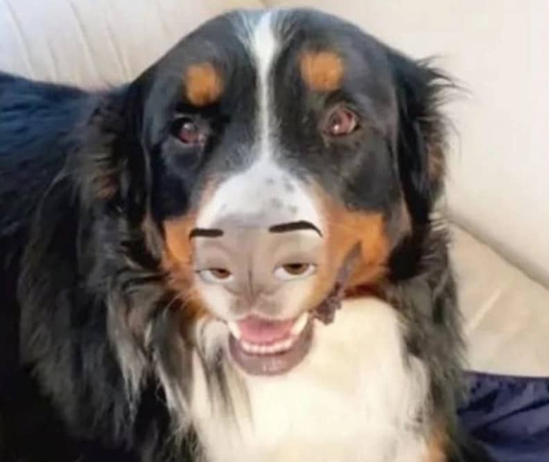 Cachorro de pelagem escura, com focinho pegopelo Filtro para cachorro do Snapchat