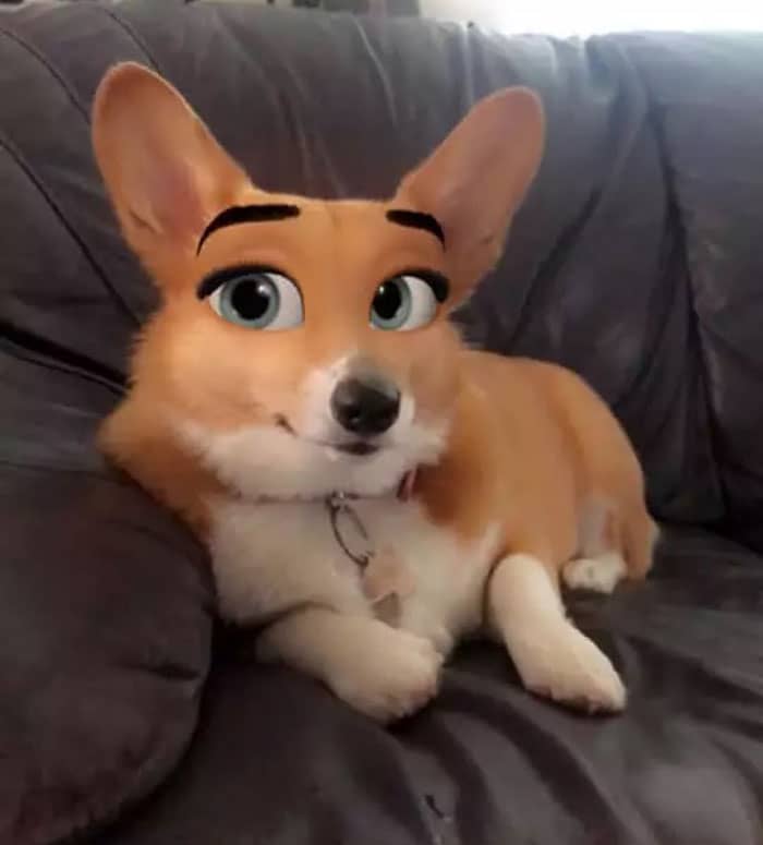 Cachorro caramelho com partes do corpo em branco, aparentemente fêmea, de orelhas grandes e deitada no sofá e com os olhos grandes de desenho animado na cor azul. O dono usou o novo filtro de cachorro do Snapchat para fazer essa foto
