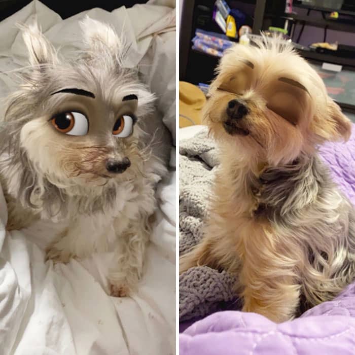 Duas imagens em paralelo de cachorros de porte pequeno, na primeira imagem o animal aparece com os olhos de desenho animado abertos e na segunda com os alhos fechados,