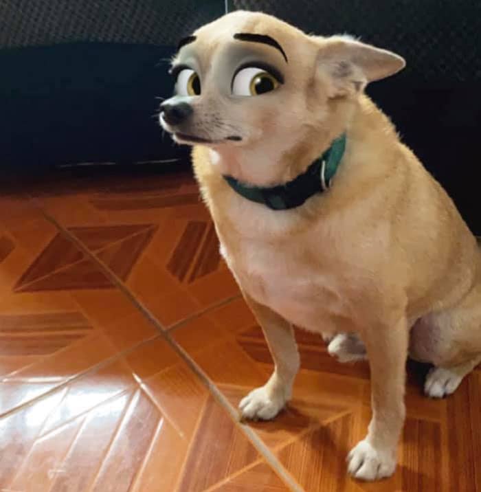 Cachorro caramelho usando uma coleira verde, sentado no chão de azuleijo e olhando com cara de desconfiado com os olhos de personagem de desenho animado da Disney