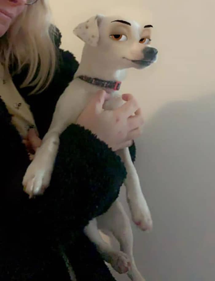 Cachorro branco, usando uma coleira com detalhes em rosa. O cachorro está sendo segurado por uma mulher loira vestino blusa preta.